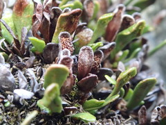 Notogrammitis crassior