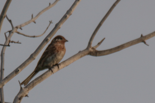 Escribano cabeciblanco (Emberiza leucocephalos)