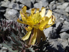 Ranunculus haastii
