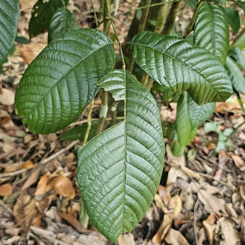 Dimocarpus malesianus observed 2025-07-19
