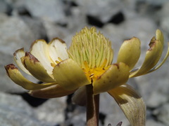 Ranunculus haastii