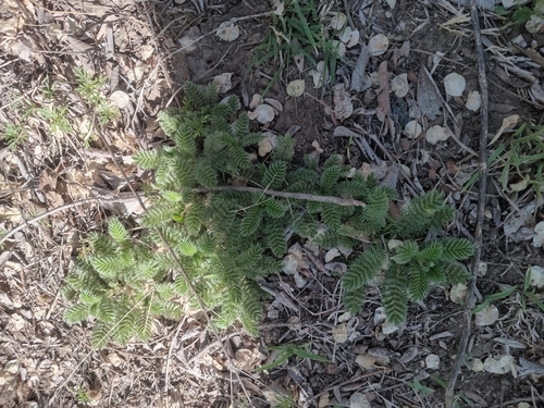 Cadillo (Acaena myriophylla)