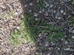 Acaena myriophylla