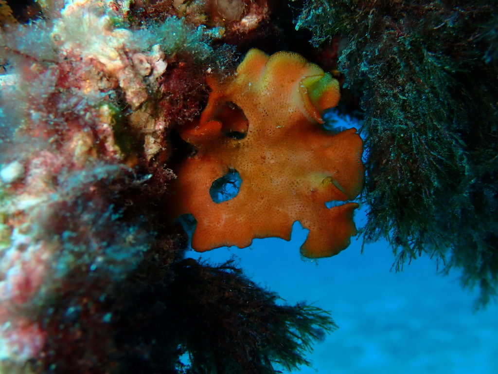 Photo of Mediterranean fan bryozoan (Pentapora fascialis)
