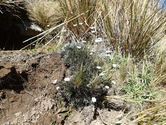 Celmisia laricifolia