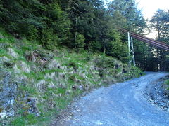 Festuca rubra commutata