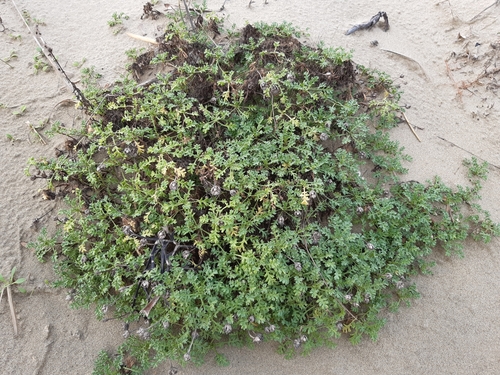 Sea Chamomile