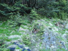 Festuca rubra commutata