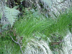 Festuca rubra commutata