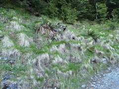 Festuca rubra commutata