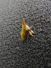 Enchenopa squamigera