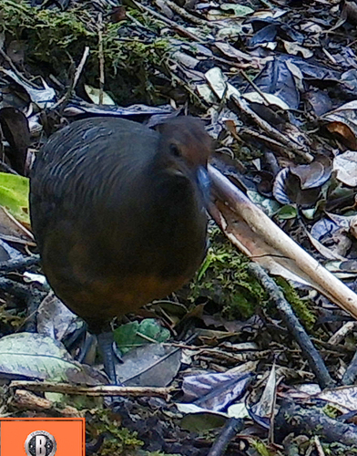 Tawny-breasted Tinamou (Nothocercus julius), photo 3