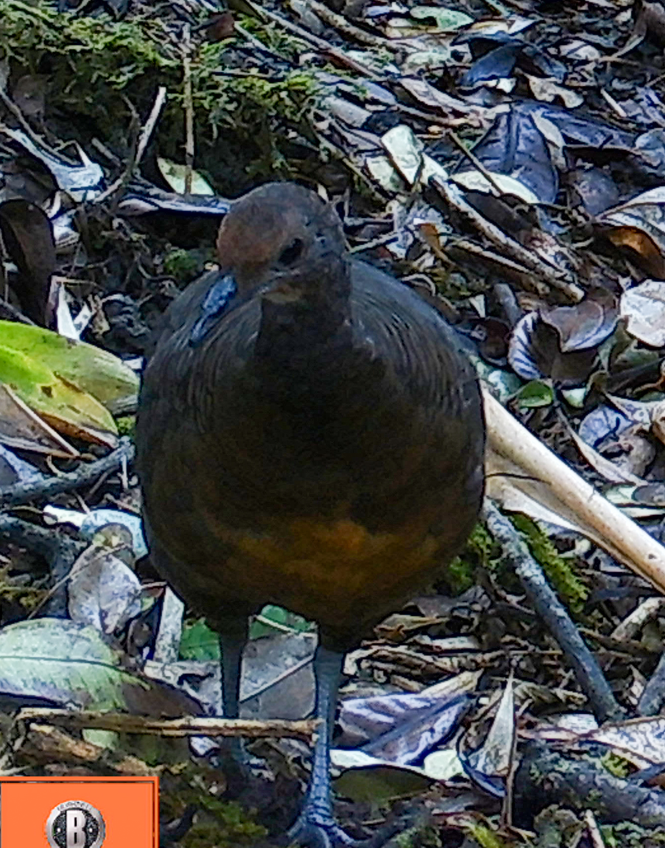 Tawny-breasted Tinamou (Nothocercus julius), photo 2