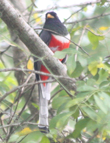 Trogon ambiguus