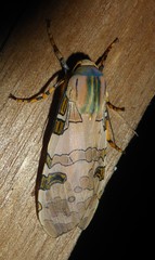 Halysidota orientalis