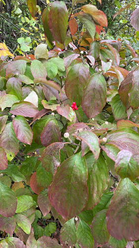 Flowering Dogwood