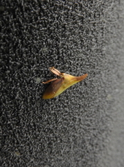 Enchenopa squamigera