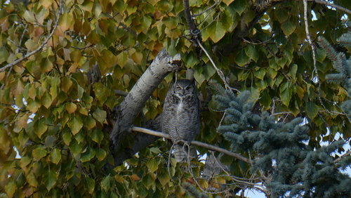 Great Horned Owl