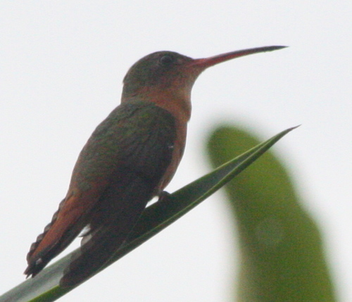 Amazilia rutila