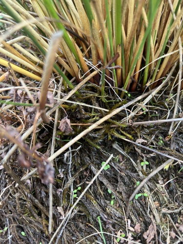 Fontinalis neomexicana observed 2025-10-11