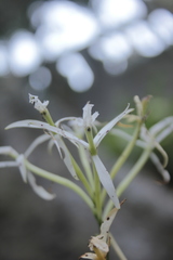 Epidendrum mainauanum