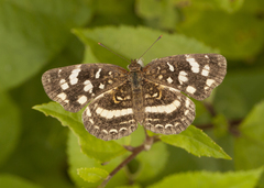 Anthanassa ptolyca ptolyca