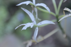 Epidendrum mainauanum