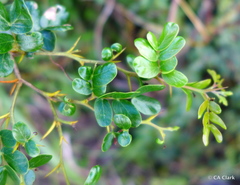 Vachellia anegadensis