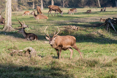 Cervus elaphus italicus