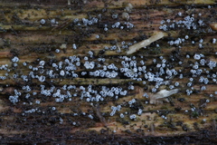 Eriopezia caesia