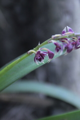 Epidendrum coryophorum