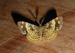 Aplogompha lafayi