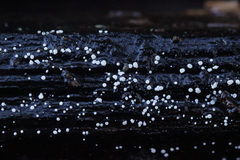 Polydesmia pruinosa