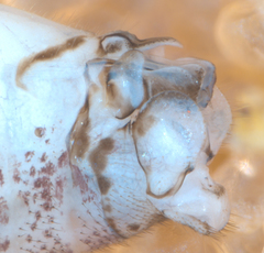 Mesopsocus immunis