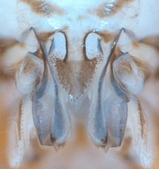 Mesopsocus immunis