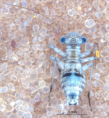 Mesopsocus immunis