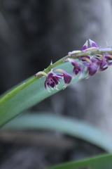 Epidendrum coryophorum