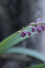 Epidendrum coryophorum