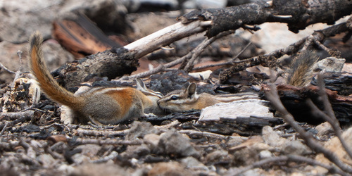 Невадийский бурундук observed by iburyl