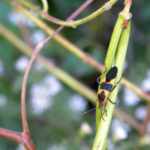 Large Milkweed Bug photographed in Kentucky