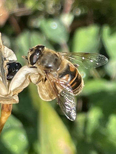 Unknown species found near Dane County, US-WI, US
