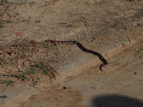 Banded Hognose Snake