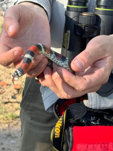 Banded Hognose Snake