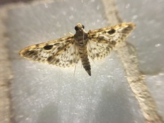Rhimphaliodes macrostigma