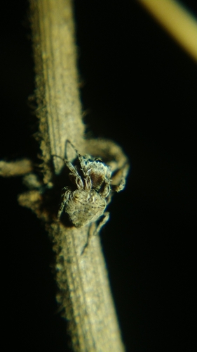 Abandoned-web Orb-weaver photo 5