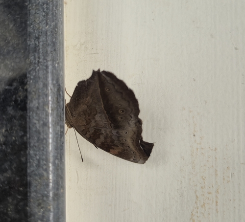 Chocolate Pansy