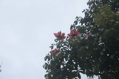 Spathodea campanulata