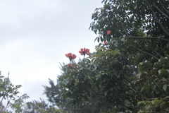 Spathodea campanulata