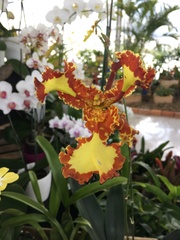 Psychopsis