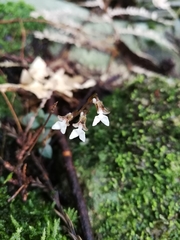 Odontochilus nakaianus